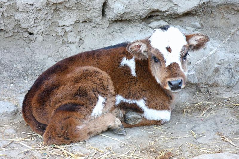 105 A young yak contemplating.jpg